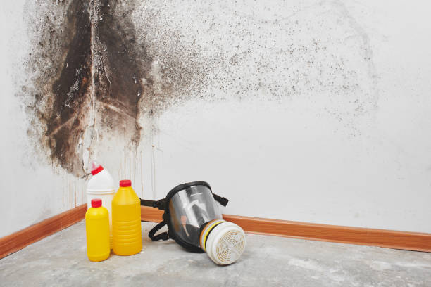 Sylvania, GA Mold Remediation Company