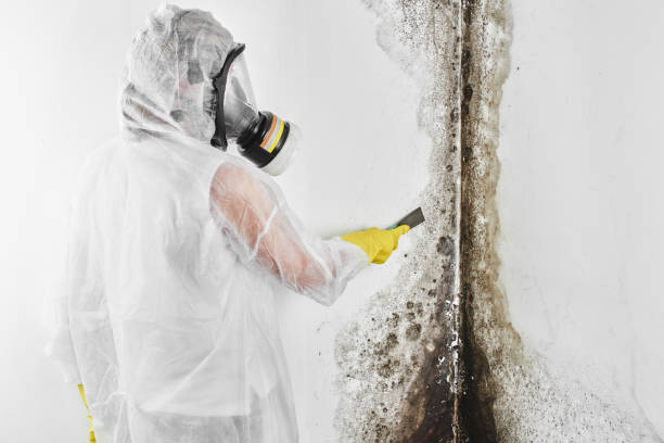 Best Mold Remediation for Specific Building Types in Sylvania, GA