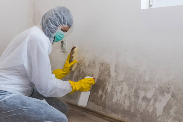 Best DIY Mold Remediation Support Services in Sylvania, GA