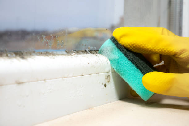 Best Kitchen Mold Remediation in Sylvania, GA