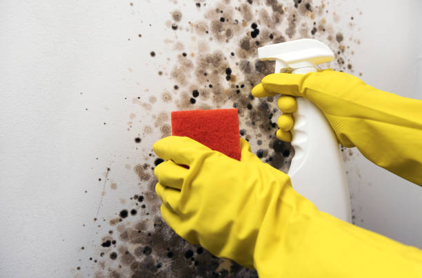 Best Commercial Mold Remediation in Sylvania, GA